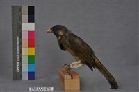 藏品(白環鸚嘴鵯)的圖片